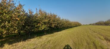 Ağaclar: Goranboy rayonu, Hazırəhmədli kəndində yerləşən 2 hektar meyvə bağı — 10
