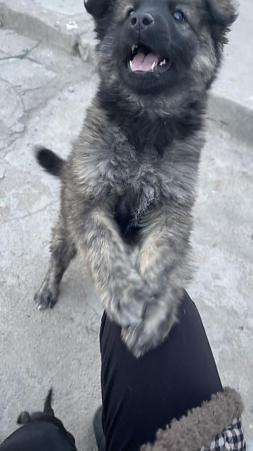 Продажа собак: Щенок метиса 3 месяца (пушистая шерсть «соболь», тёмная маска) — 2