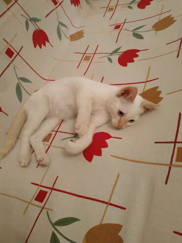 купить дом для кота: Срочно ищу добрые заботливые руки для котенка девочка с красивыми
