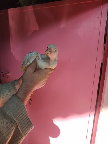 Pitiminutkalar: Heyratı toyuqları satılır gəncədədir tam sağlam heyvanlardi — 11