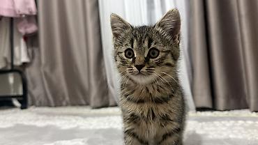 солнечную воскотопку: Мони 🎀 Очень ласковая, умная и игривая девочка. Любит внимание — 2