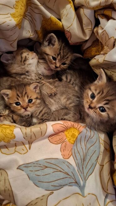 Кошки: Скотиш Страйт (Шотландская прямоухая), 2 месяца, Девочка, Серый, Приучена к лотку, Проглистована