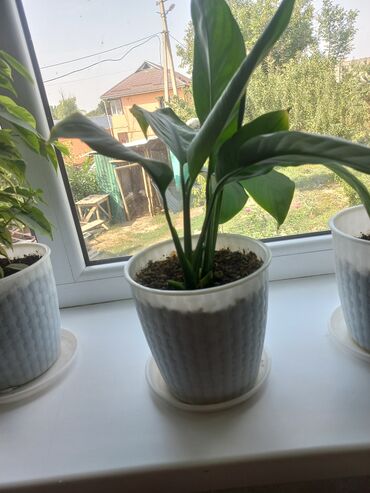 Другие комнатные растения: Молодой саженец лимона, выращенный в домашних условиях. Растение имеет at lalafo.kg — 7 Другие комнатные растения: Молодой саженец лимона, выращенный в домашних условиях. Растение имеет — 7