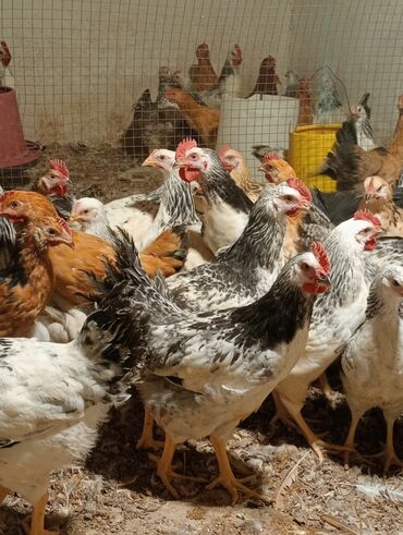 deve quşu: Tam saglam vaksin olunmus colpaalr satllr cekileri 1"200 den yuxarldl