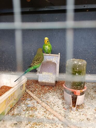 Tutuquşları: Məhsul: Dalmatin/melanik ləkəli naxışlara malik müxtəlif rəngli dalğıç — 2