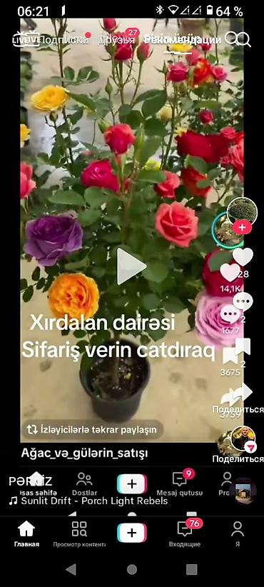 etotu bitkisi: Məhsul: bəzək kolları və həmişəyaşıl iynəyarpaqlı fidanlar Təsvir: - — 9