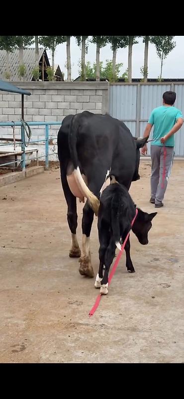 Inəklər, öküzlər: Südlük inək buzovu ilə birlikdə - Cins: qara-ağ (Holşteyn tipli — 4