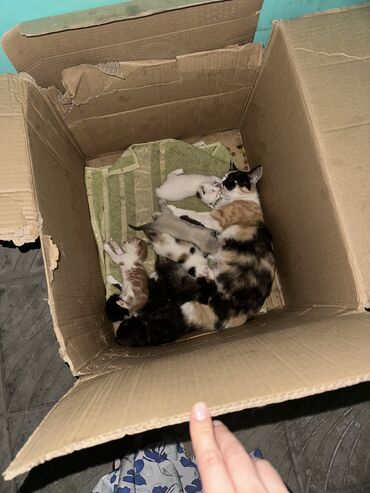черепаховая кошка цена: Во дворе у нас кошка родила, кому нужны котята обращайтесь