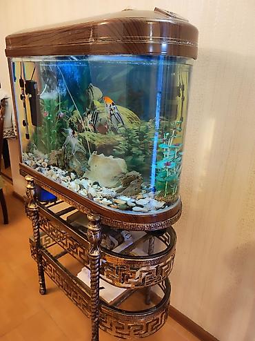 filter akvarium: 100 I lik qalın aval akvarium satılır. İçində iki eded hava matoru — 2
