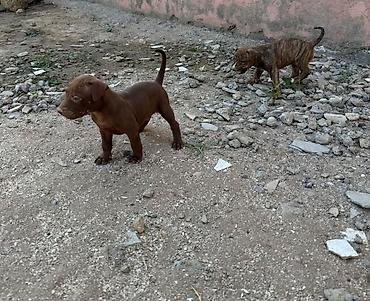 İtlər: Pitbul, 1 ay — 6