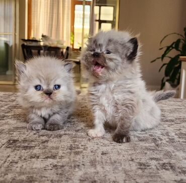 Pişiklər: Гималайские персидские котята девочки родились 19 апреля