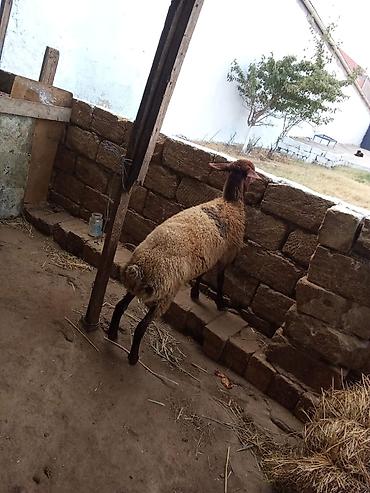 quzu qiyməti: Dişi quzu satılır istəyən olsa yazsın videosunu atım baxın real — 7