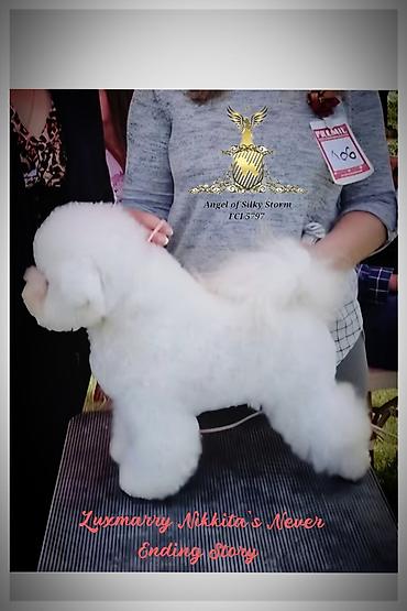 cane corso štenci: Odgajivačnica kovrdžavih bišona Angel of Silky Storm, leglo „P“ 2 — 2