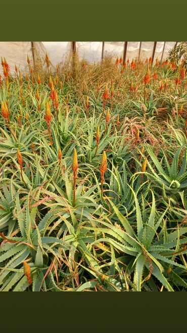 Çöl bitkiləri: Bu təsvirdəMüalicəvi aloe və Aloe vera bitkiləri təsvir edilmişdir -da lalafo.az — 4 Çöl bitkiləri: Bu təsvirdəMüalicəvi aloe və Aloe vera bitkiləri təsvir edilmişdir — 4
