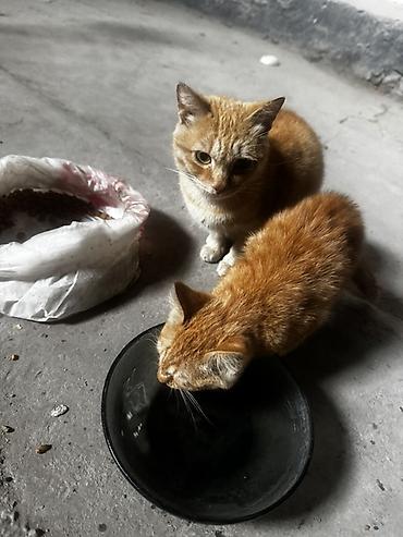 Отдам даром кошку: Кошка даром: Беспородная, 1 месяц, Мальчик, Приучена к лотку — 3