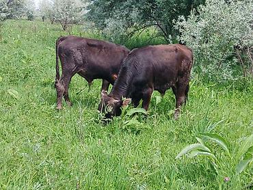 Коровы, быки: Продаю | Бык (самец) | На откорм — 9