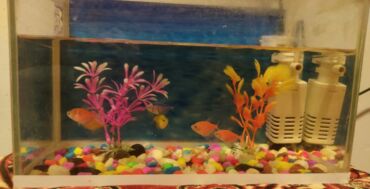 самюн ван в душанбе: Akvaryum komplekti – dekorativ balıqlar və avadanlıqla - Şüşə