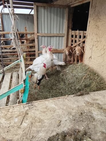 Индюки: Продаю | Индюшка (самка) | Бройлерная | Для разведения — 3