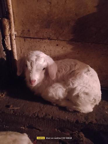 Козы, козлы: Продаю | Козлёнок | Зааненская | Для разведения at lalafo.kg — 3 Козы, козлы: Продаю | Козлёнок | Зааненская | Для разведения — 3