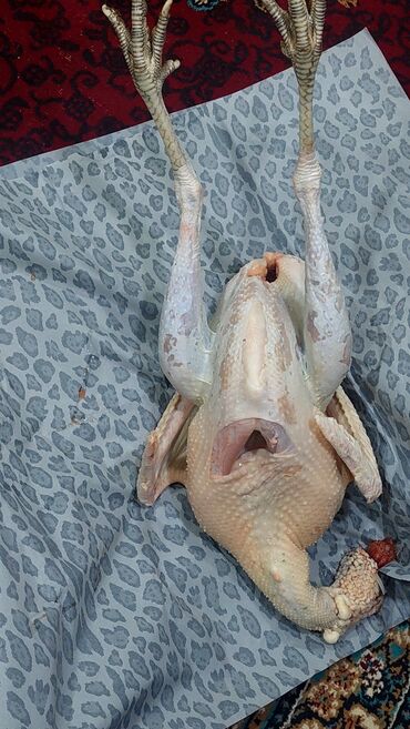 Digər quşlar: Allah herkesin xeyrini versin. Gördüyünüz oz qapinin hinduwkalarindan — 10