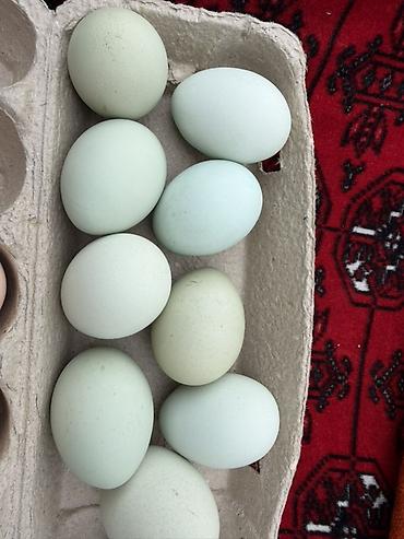 кошачье молоко: Продаю инкубационные яйца китайской породы Ухэйли (Wu Hei Li) / Угу — 1