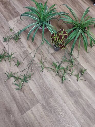 садовый дом: Цветы комнатные все 3 шт за. Красивые ухоженные