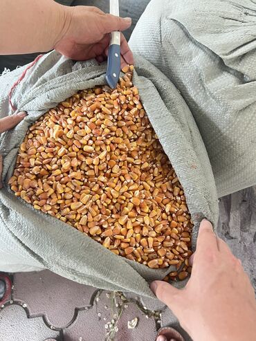 жүгөрү алам: 🟠 Продаётся:
	1.	Кукуруза – 4 мешка, по 52 кг каждый