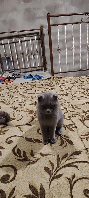 cane corso yavru: Şotland yastı qulaq, Erkək, Yaxşı əllərə, Ünvandan götürmə — 3
