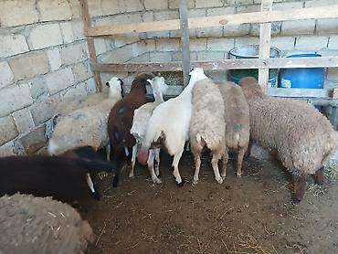 qoyun sekilleri: Saatlir elaqe.051.637.44.44 
 damazliq etlik quzlar — 1