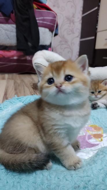 Pişiklər: Qızıl şinşilla, Erkək, Yaxşı əllərə, Ünvandan götürmə — 9