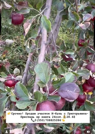 продаю дом село достук конечная 7 автобус: 24 соток, Для сельского хозяйства, Красная книга