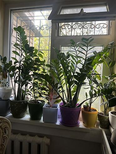 Фикусы: Фикус Бенджамина в напольных кашпо - Два взрослых деревца в отдельных — 70