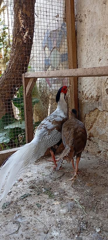 ağ quyruq ağlıca: Gümüş Fazan cütü - Növ: Gümüş fazan (Silver Pheasant), 1 erkək və 1 — 4