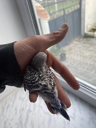 lal ordəklərin satışı: Salam hamıya gördüyünüz bala quşlar satılır əsil ələ öyrediləsi — 2