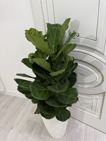 Дом и сад: Фикус лирата (Ficus lyrata) в напольном кашпо. - Крупный