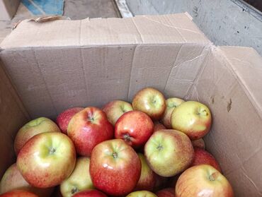 купить ящики для яблок: Алмалар