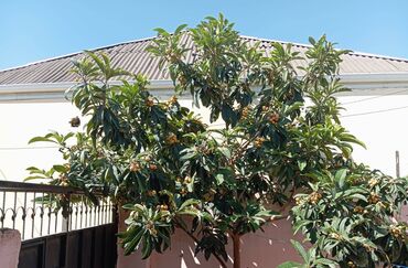 Həyət evləri və villaların satışı: 3 otaqlı, 67 kv. m, Kredit yoxdur, Yeni təmirli -da lalafo.az — 25 Həyət evləri və villaların satışı: 3 otaqlı, 67 kv. m, Kredit yoxdur, Yeni təmirli — 25