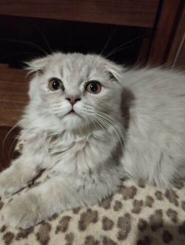 цена шотландского вислоухого кота: Скотиш Фолд (Шотландиялык шалпаң кулак), 1 айлык, Ургаачы