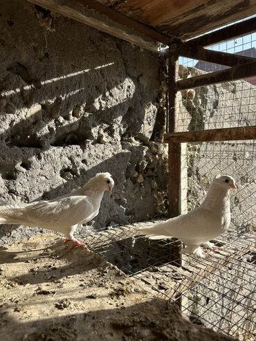 Птицы: Продаю голубей!!!! На фото представлены голуби разных пород. Цены на — 20