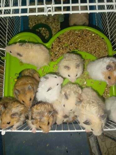 Gəmiricilər: Angora hemisteri tükləri uzun olur və çox mehriban xamyaklardır