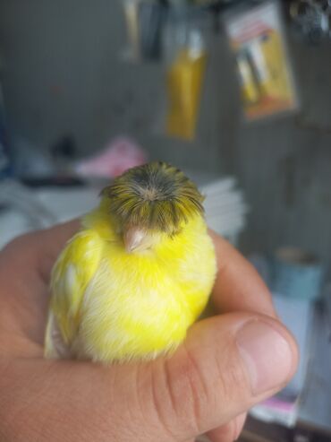 keçi sudu: Məhsul: Sarı rəngli krestli kanareyka (crested canary) Təsvir: -