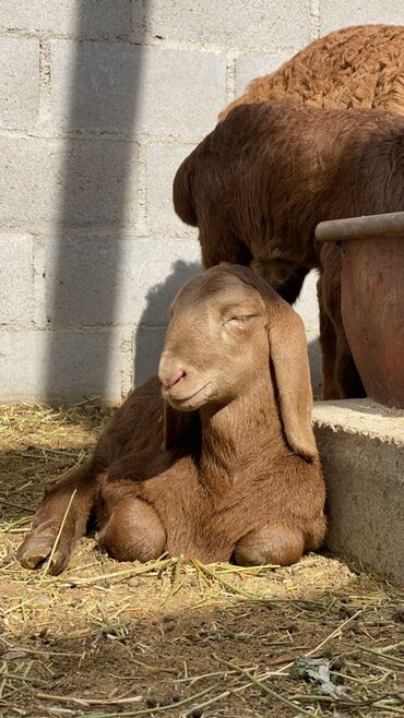Бараны, овцы: Продаю | Ягненок | Арашан | Для разведения — 2