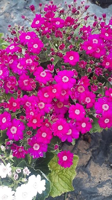 Otaq bitkiləri: 🌹Senaria gülü topdan ve perakende satışı. 💳SAY çox olsa endirim — 9