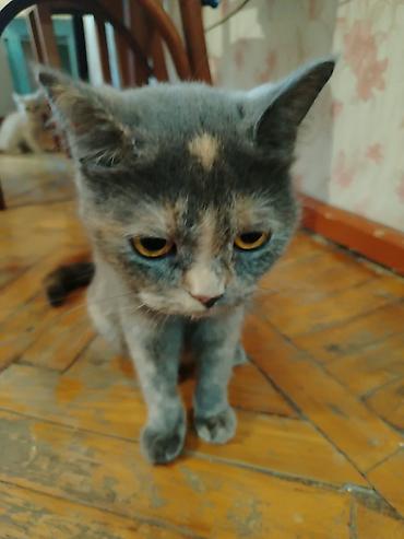 it sat: Yaxşı əllərə — 1