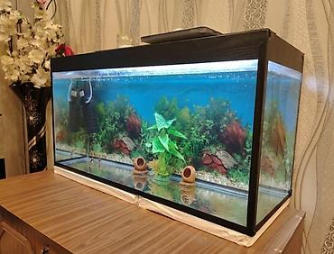 atlarin satisi: Dördbucaq akvarium, Boş, 100 l — 1
