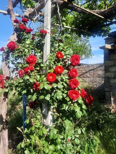 Torpaq sahələrinin satışı: 6 sot, Tikinti -da lalafo.az — 6 Torpaq sahələrinin satışı: 6 sot, Tikinti — 6