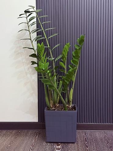 хола: Комнатные растения в горшках: 1) Молочай Миля (Euphorbia milii) — — 3