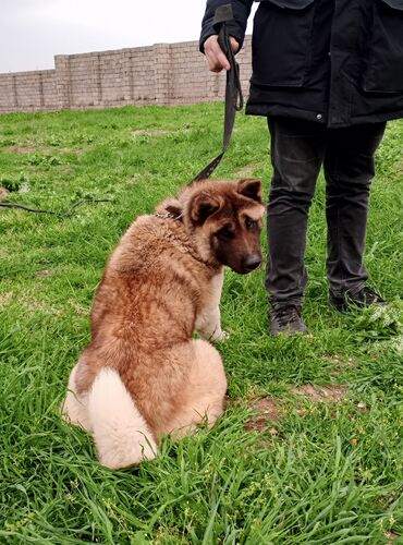 it qiz adlari: Akita-inu, 1 il, Dişi, Peyvəndli, Pulsuz çatdırılma