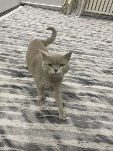 показы 1 354 72 договорная кошка даром британская короткошёрстная 1 год мальчик метис 2 позвонить написать: Британская короткошёрстная, 1 год, Мальчик, Серый, Приучена к лотку