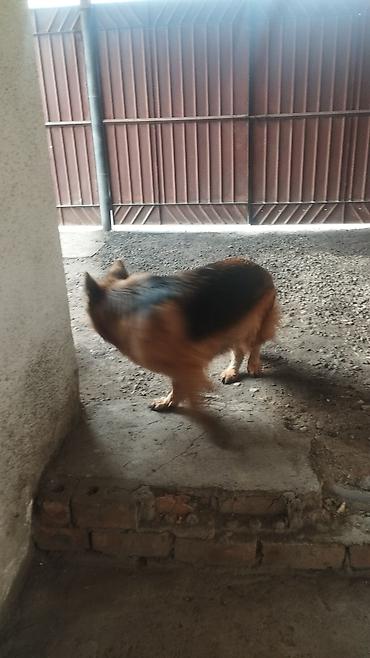 Продажа собак: Немецкая овчарка, 3 года, Самка, С прививкой — 3